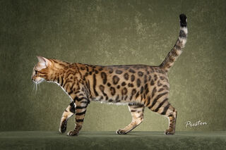 bengal cat wiki