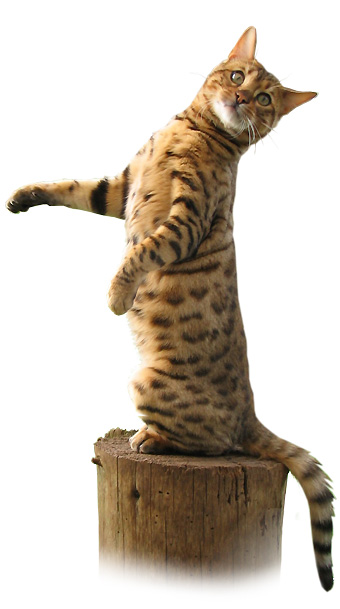 Bengal cat posing.jpg
