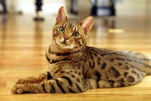 The Bengal