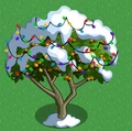 Apricot snow