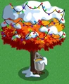 Maple snow
