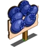 Blueberries