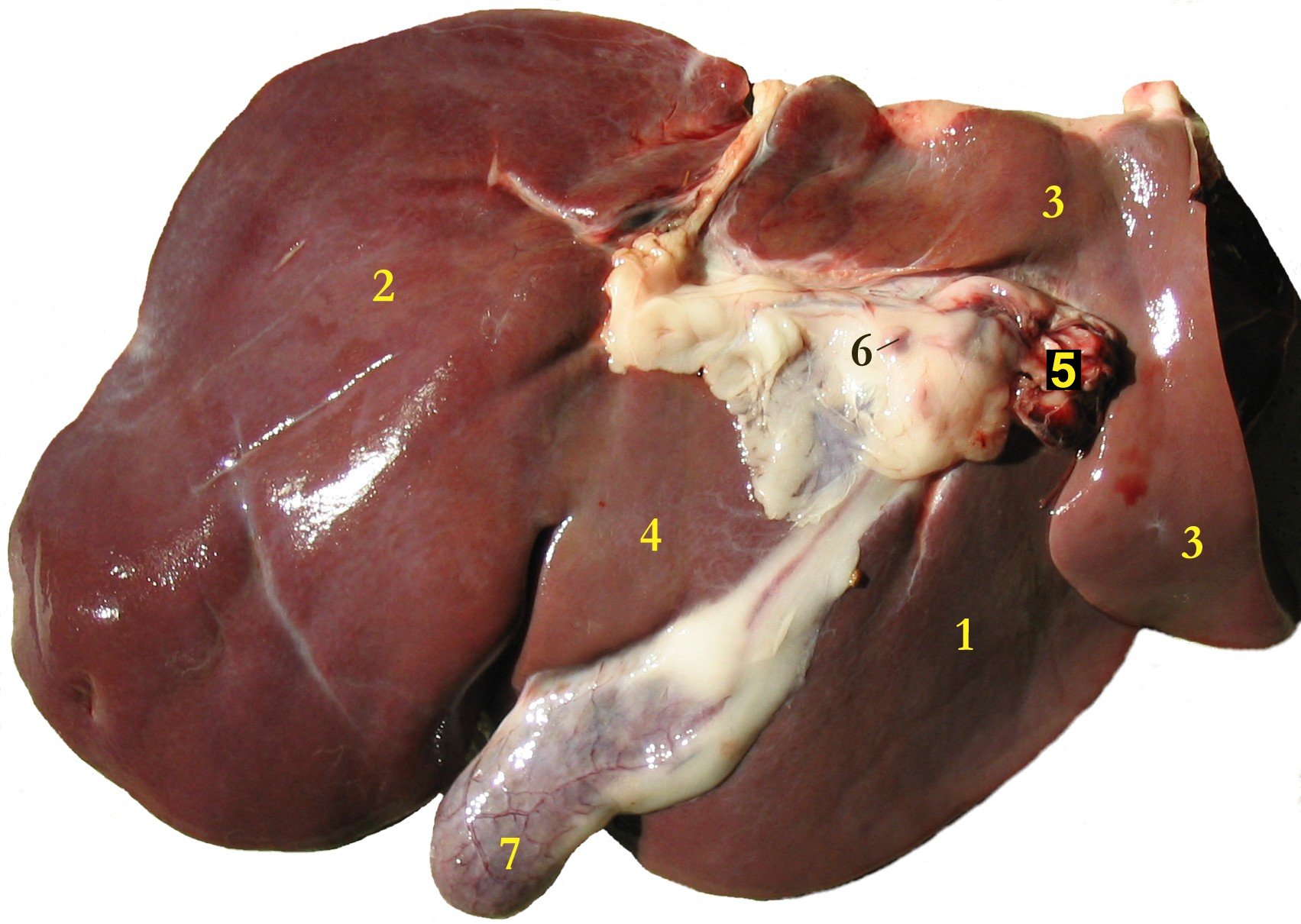 Liver - Recipes Wiki