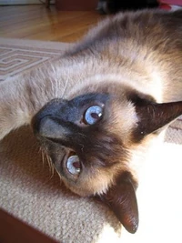 Siamese reclining