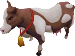 Prized dairy cow