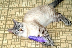 Siamese cat playing