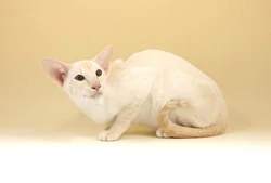 Cream Point Siamese