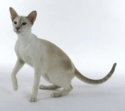 Lilac Tortie Siamese