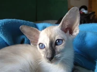 Blue Tortie Siamese