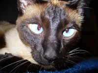 Parti-Color Siamese