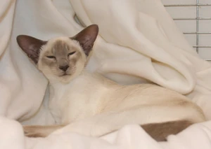 Caramel Point Siamese