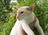 Apricot Siamese