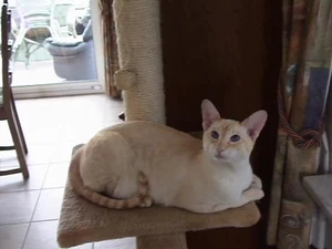 Cinnamon Tabby Point Siamese