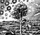 Little tree