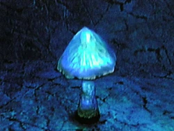 Blue GrubTub Fungus