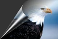 Eagle-curl-mid.jpg