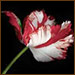 Twilight 1flower 75x75