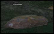 Bracket fungus.jpg