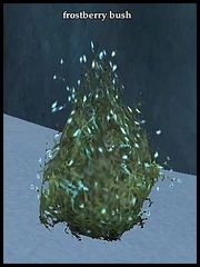 Frostberry bush.jpg