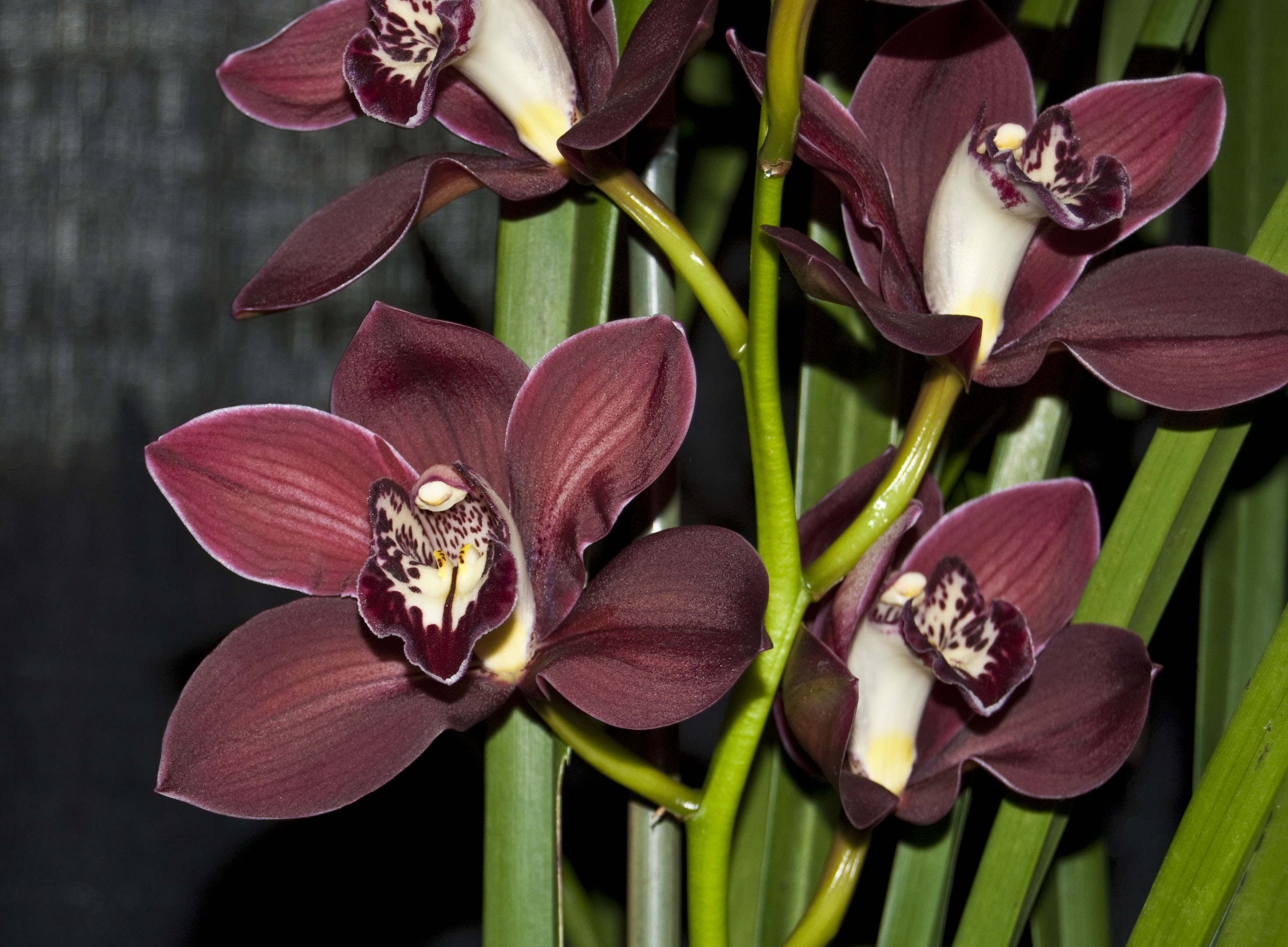 http://images1.wikia.nocookie.net/__cb20100307013437/orchids/en/images/9/98/Cymbidium_Ruby_Lips.jpg