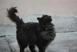 Smoke cat