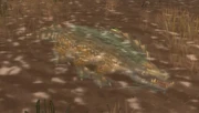 Ripscale.jpg