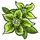 Green Hellebores-icon