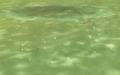 Abundant Firefin Snapper School.jpg