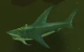 Coral Shark.jpg