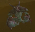 Muckshell Pincer.jpg