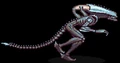 Aarachnoid.jpg