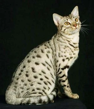 Ocicat cat 2