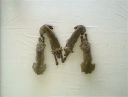 Wegmandogs.M