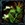 Honewort