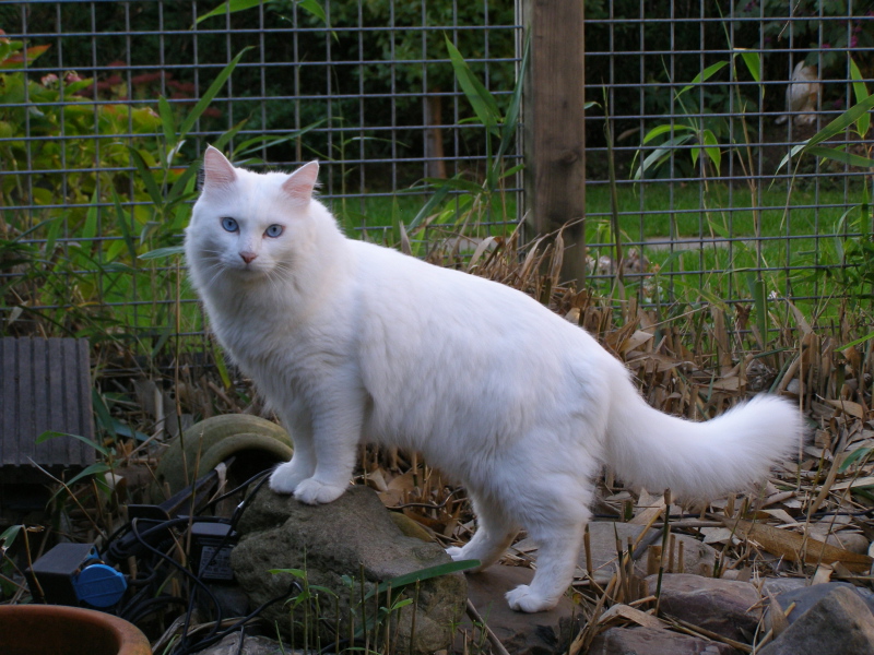 Http T Van Net Cat Http T Van Net Cat