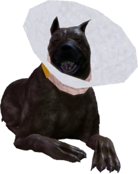 Dog pranks
