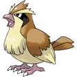 Pidgey
