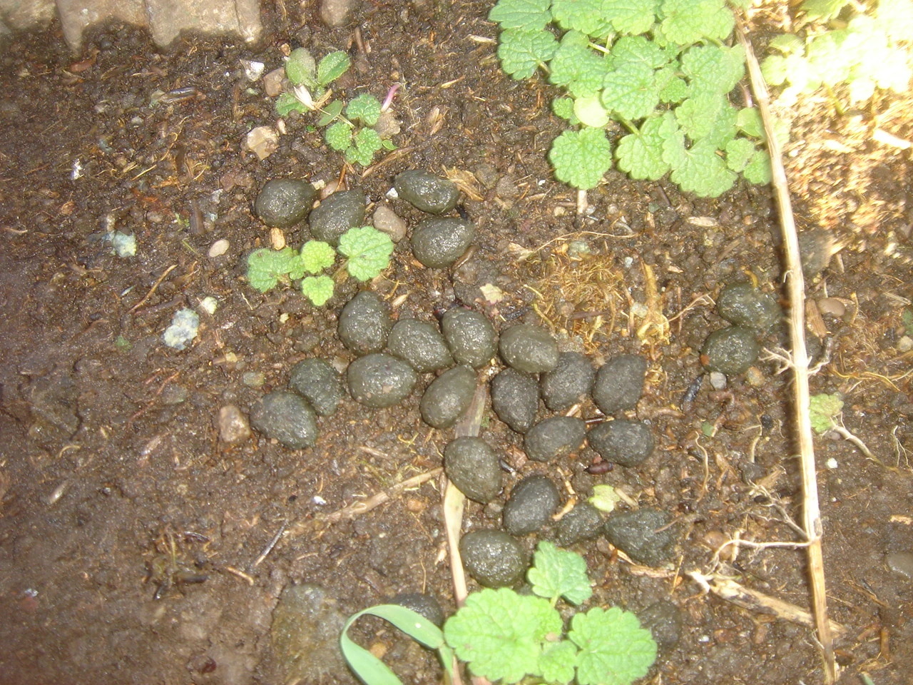 Mammal Droppings British Wildlife Wiki