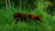 Enter77 cow.jpg
