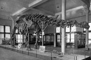 Sharp lull brontosaurus