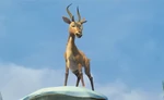 Gazelle.png