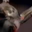 B3Trophythumb