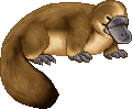 Platypusadultfemale.gif
