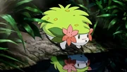 P11 Shaymin en un manantial