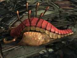 Bursting Scythid 2