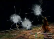 FFX Mind Blast
