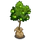 Lime Sapling-icon