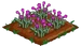 Purple Poppy 66