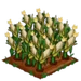 White Corn extra100
