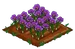 Saffron 100